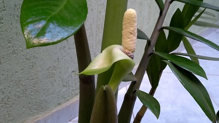 Lời khuyên đến những gia đình đang trồng kim tiền