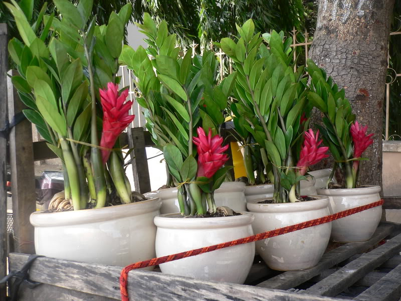 Lời khuyên đến những gia đình đang trồng kim tiền