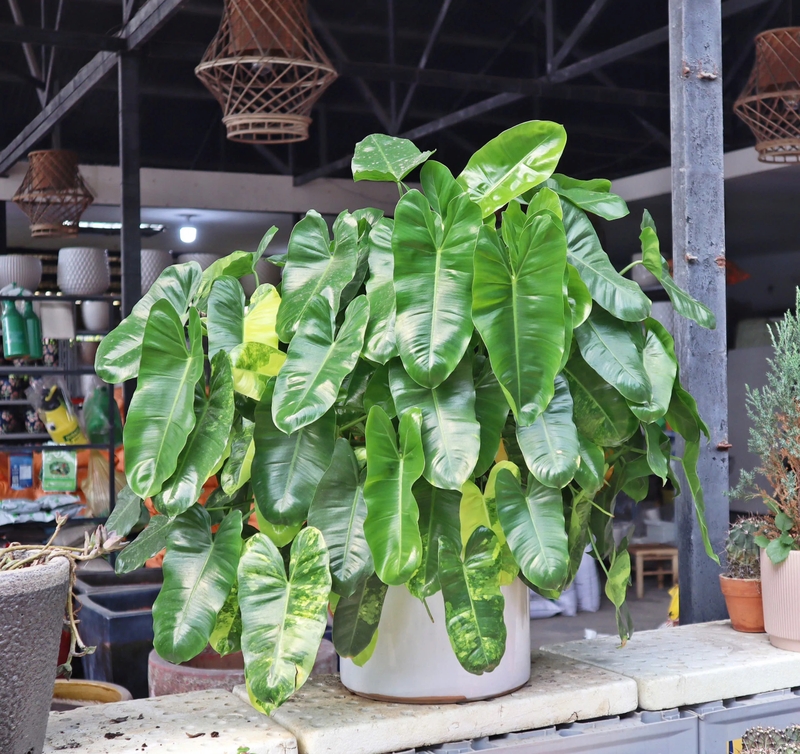 Lời khuyên đến những gia đình đang trồng trầu bà