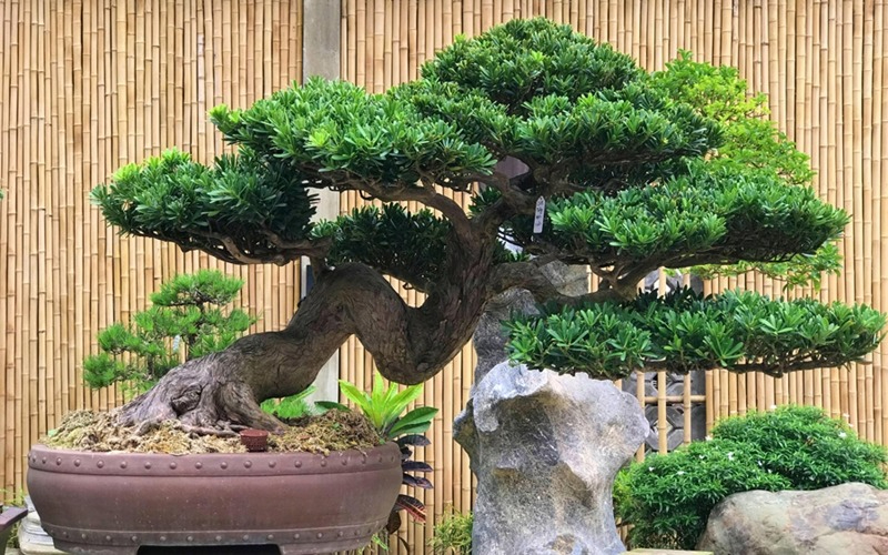 Lời khuyên đến những gia đình đang trồng cây bonsai