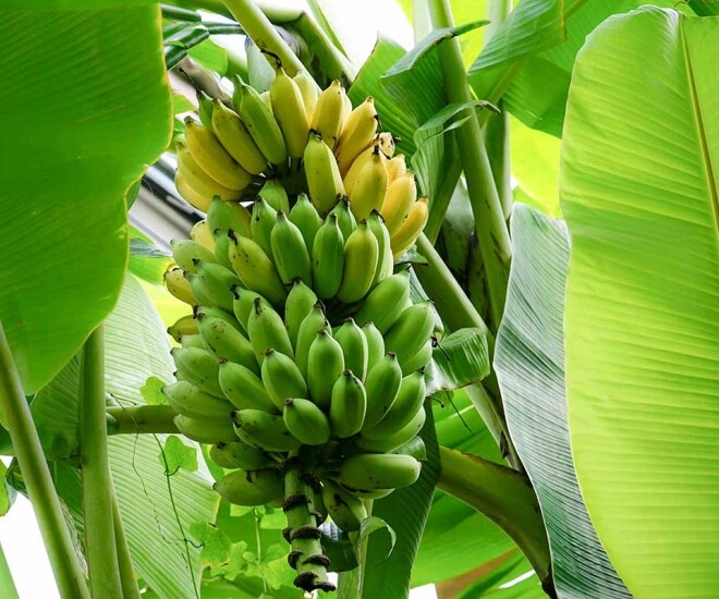 Lời khuyên đến các gia đình đang trồng cây chuối