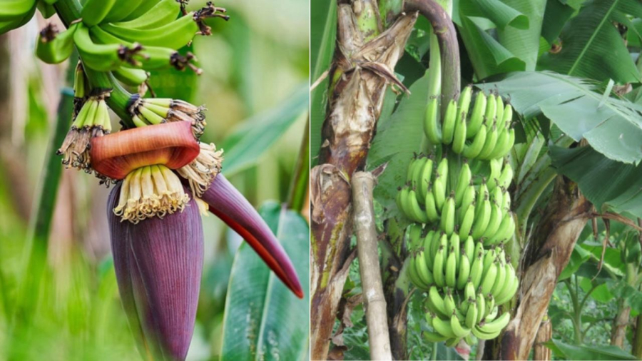 Lời khuyên đến các gia đình đang trồng cây chuối