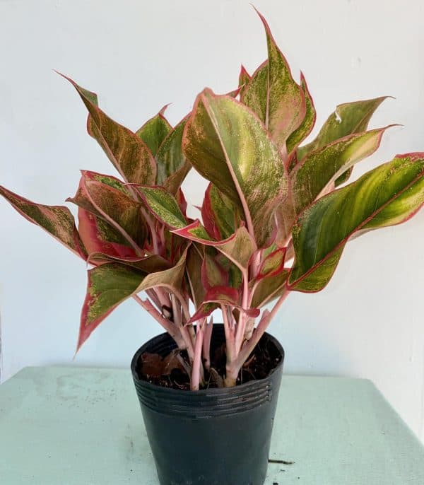 Lời khuyên tới các gia đình đang trồng cây phú quý