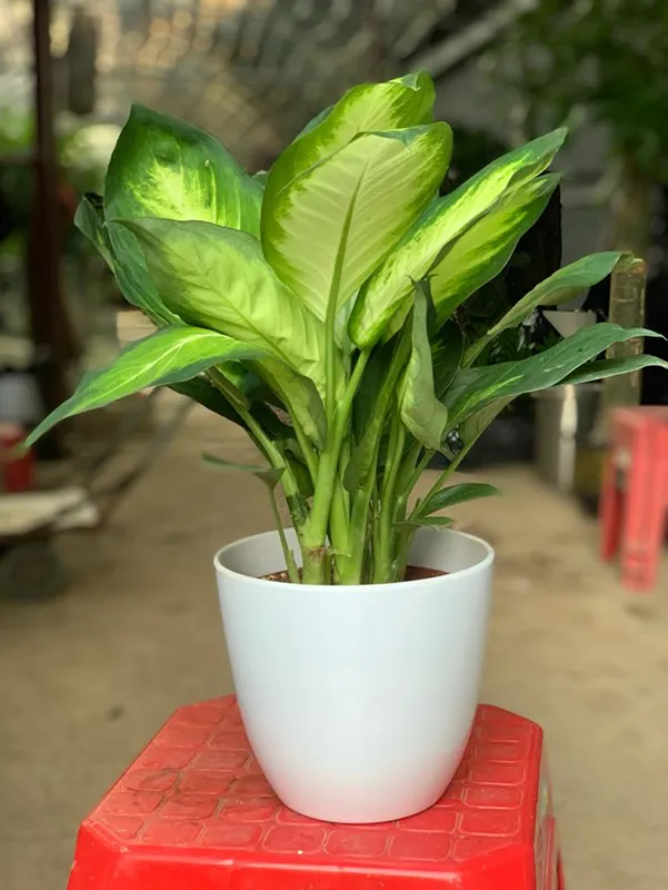 Lời khuyên đến các gia đình đang trồng vạn niên thanh