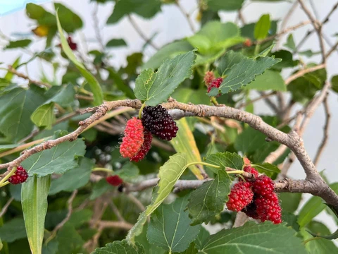 Lời khuyên cho những gia đình đang trồng cây trước cửa