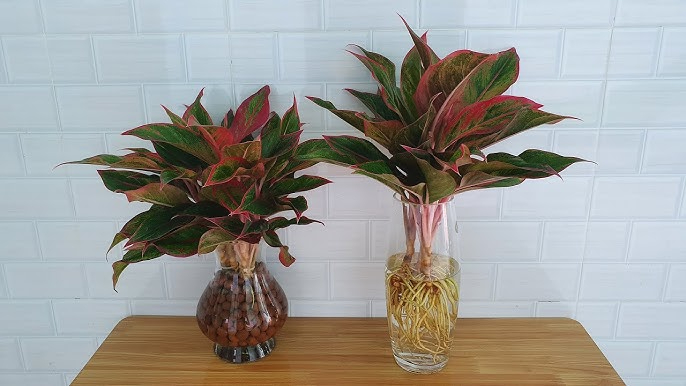 Lời khuyên tới các gia đình đang trồng cây phú quý