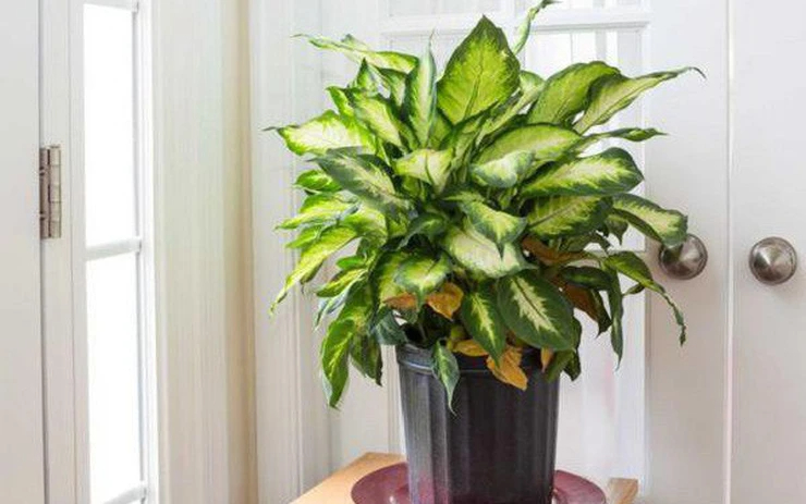 Lời khuyên đến các gia đình đang trồng vạn niên thanh