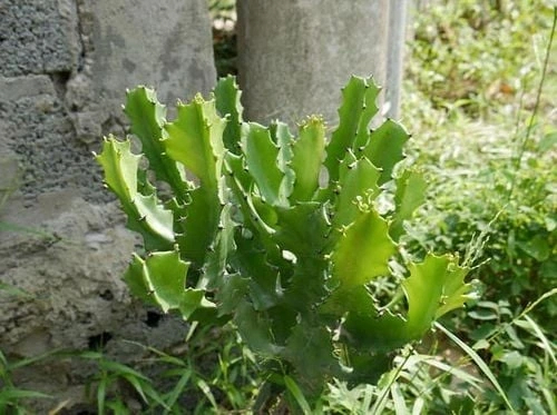 Lời khuyên cho những gia đình đang trồng cây trước cửa