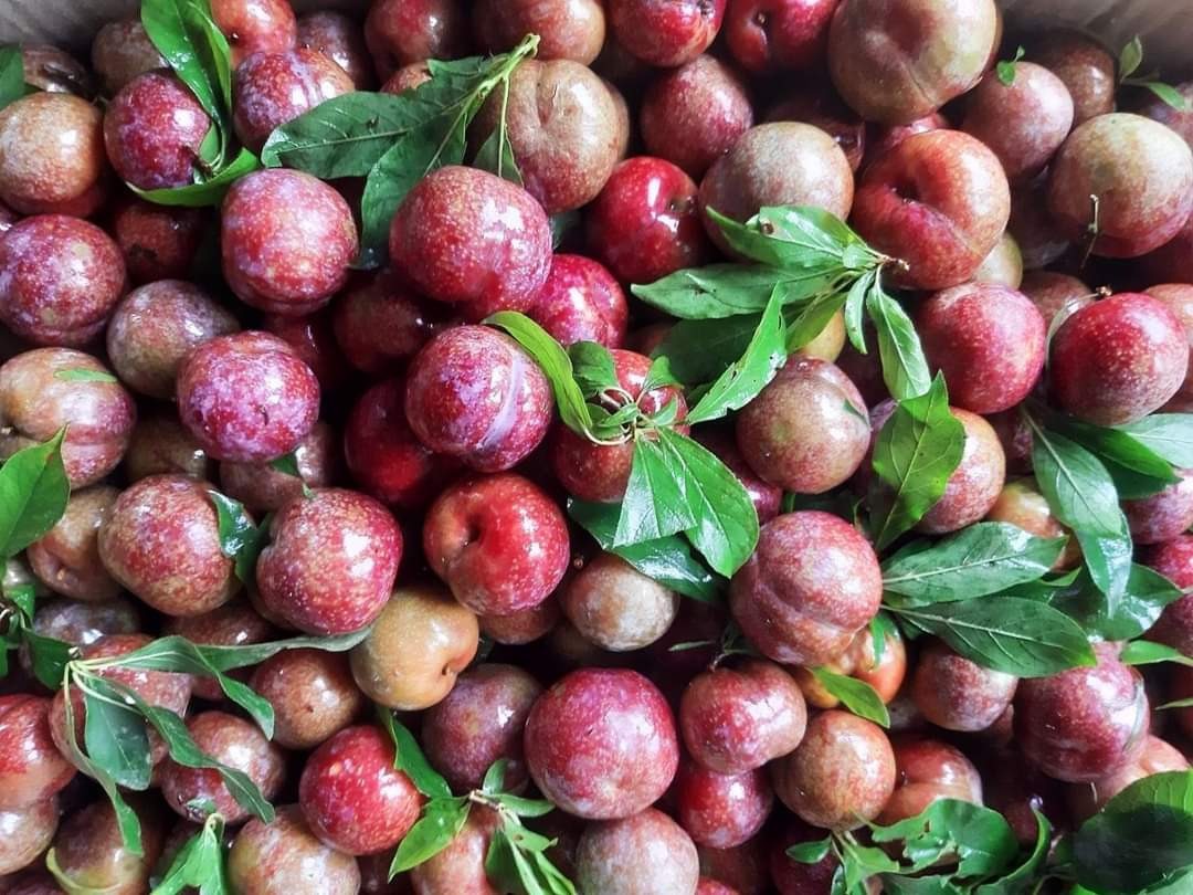 Top 5 loại quả mùa hè dễ “ngậm” thuốc trừ sâu nhất