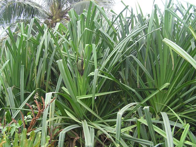 6 cây dụ rắn vào nhà