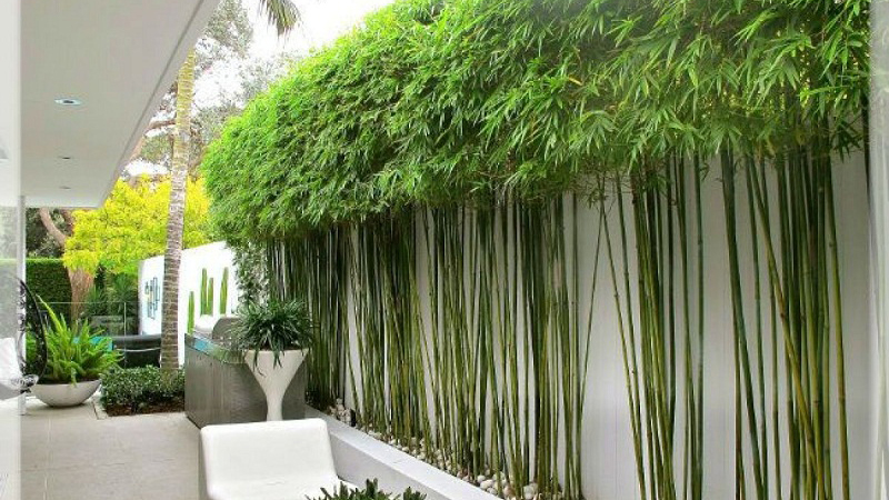 6 cây dụ rắn vào nhà