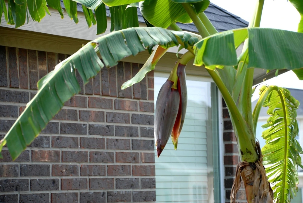 6 cây dụ rắn vào nhà