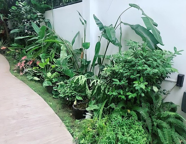 Xung quanh biệt thự ngập tràn cây cối