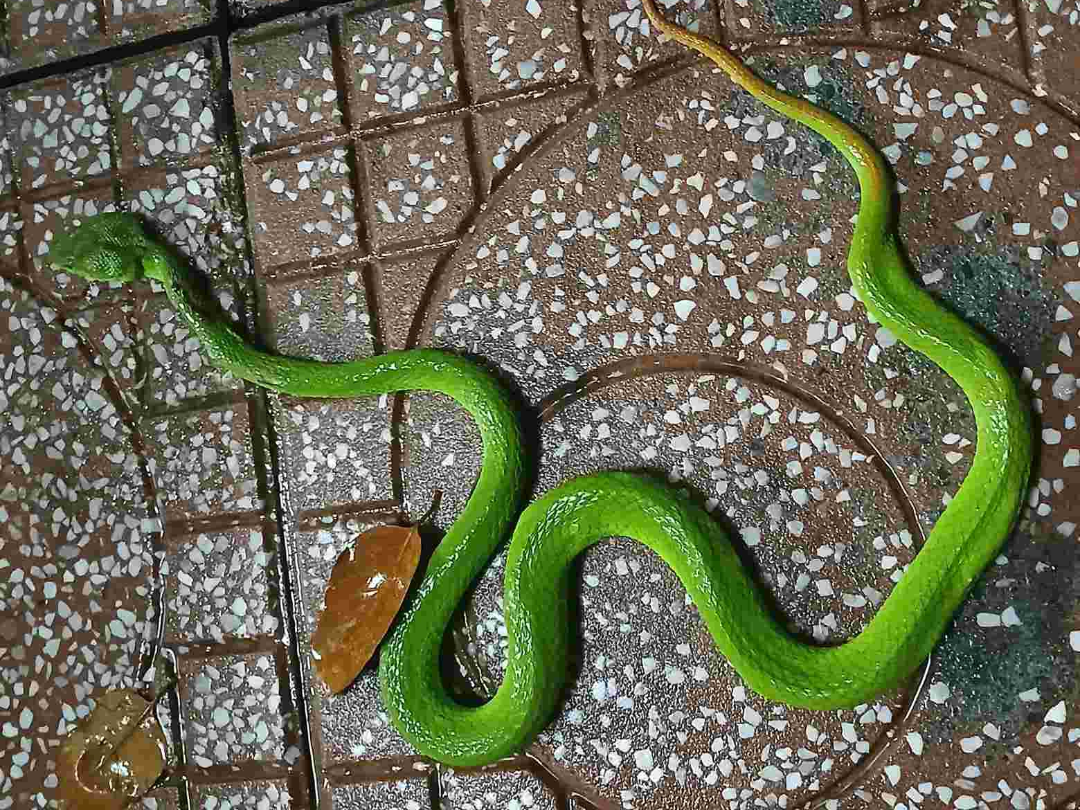 6 cây dụ rắn vào nhà