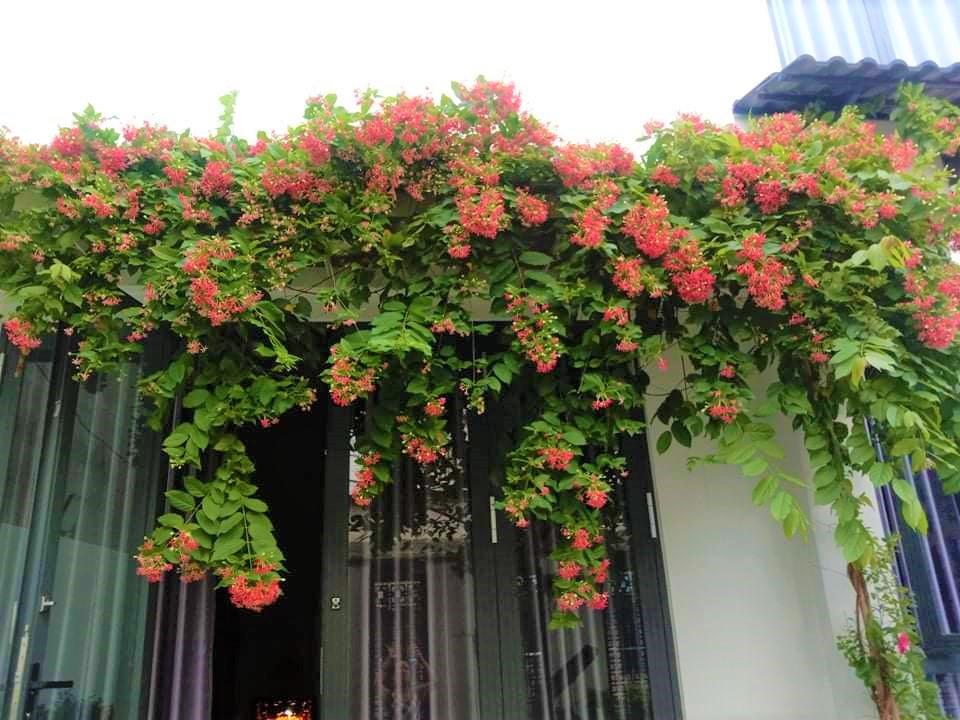 6 cây dụ rắn vào nhà