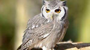 4 vật vào nhà báo hiệu điềm xui, giữ lại có thể kéo họa vào người