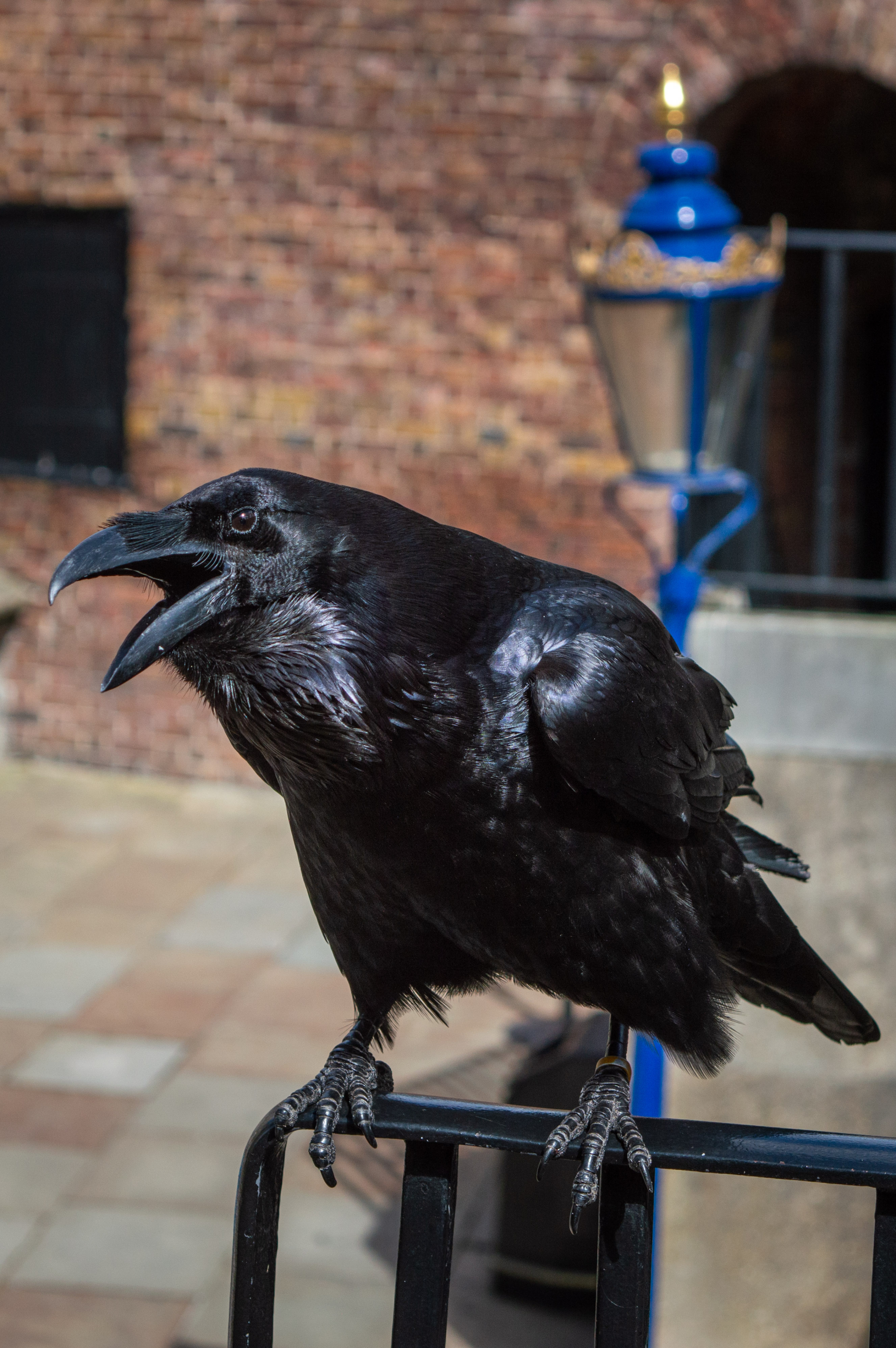 4 vật vào nhà báo hiệu điềm xui, giữ lại có thể kéo họa vào người