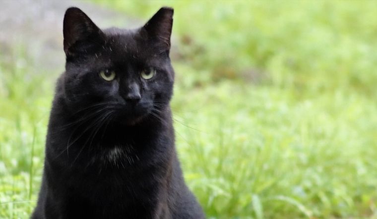 4 vật vào nhà báo hiệu điềm xui, giữ lại có thể kéo họa vào người