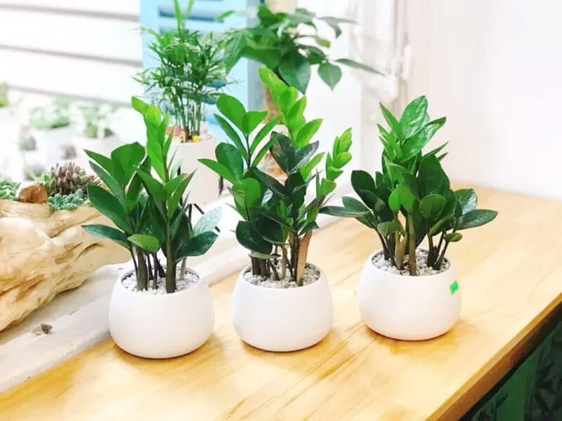 6 sai lầm khi trồng cây kim tiền khiến cây nhanh tàn, tài lộc khó tụ