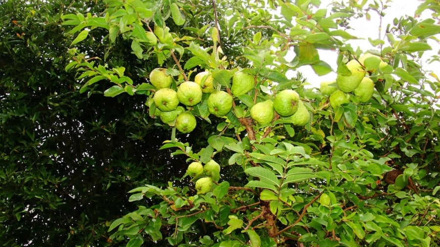 cay-oi-trong-truoc-0946