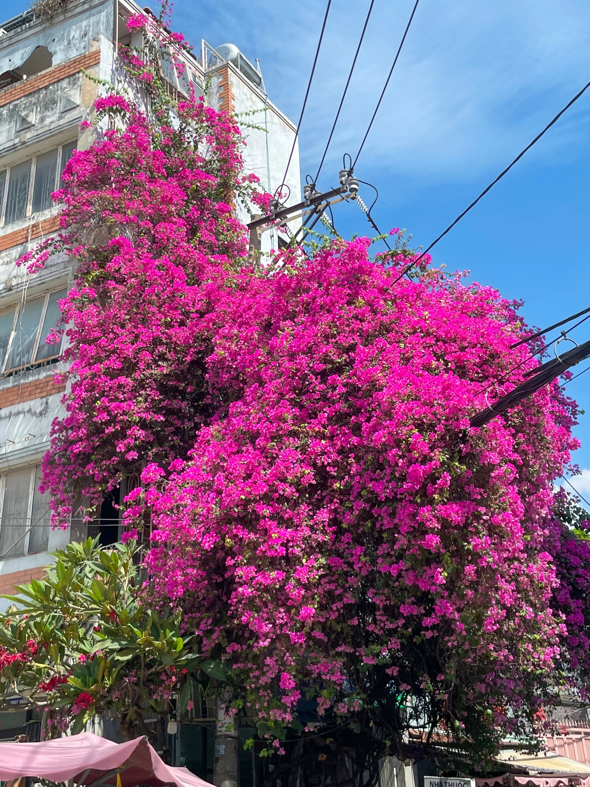 Lưu ý khi trồng cây hoa giấy