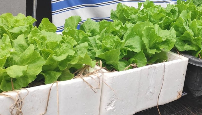 Lời khuyên tới các gia đình đang tự trồng xà lách