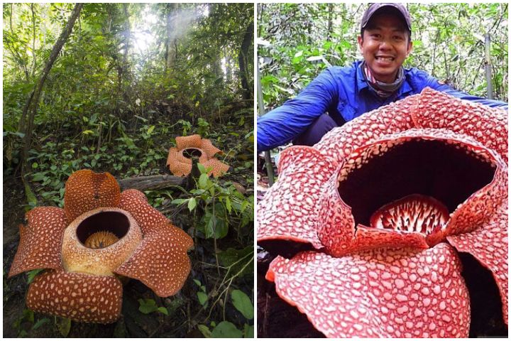 Loài hoa vô lý nhất thế giới: Nặng 10kg, to hơn 1 mét, không có thân, rễ nhưng mùi hương mới là thứ ám ảnh