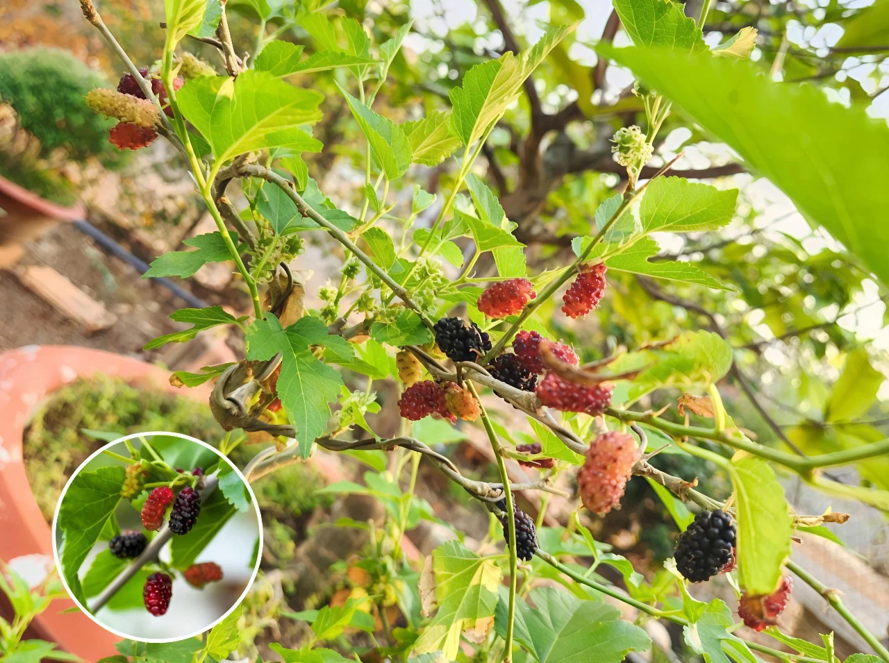 Lời khuyên dành cho những gia đình đang trồng cây dâu tằm