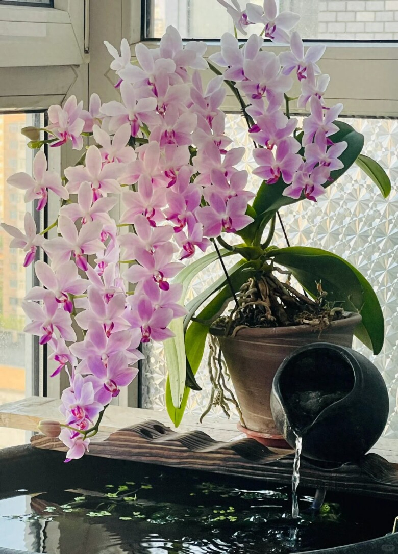 Lời khuyên dành cho những gia đình đang trồng lan hồ điệp