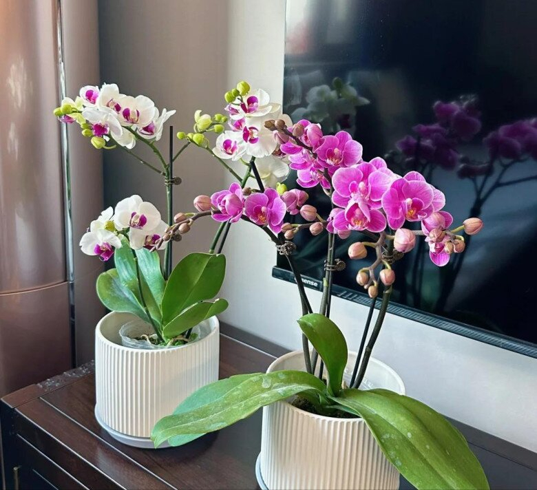 Lời khuyên dành cho những gia đình đang trồng lan hồ điệp