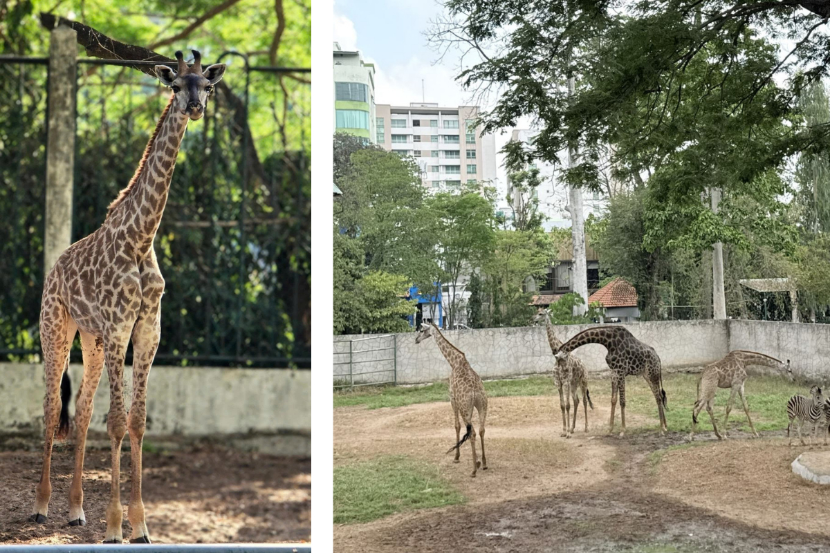 Chân dung cô dâu Thảo Em (trái) và chú rễ Phi Phi mang bộ da sẫm màu và to lớn (phải)