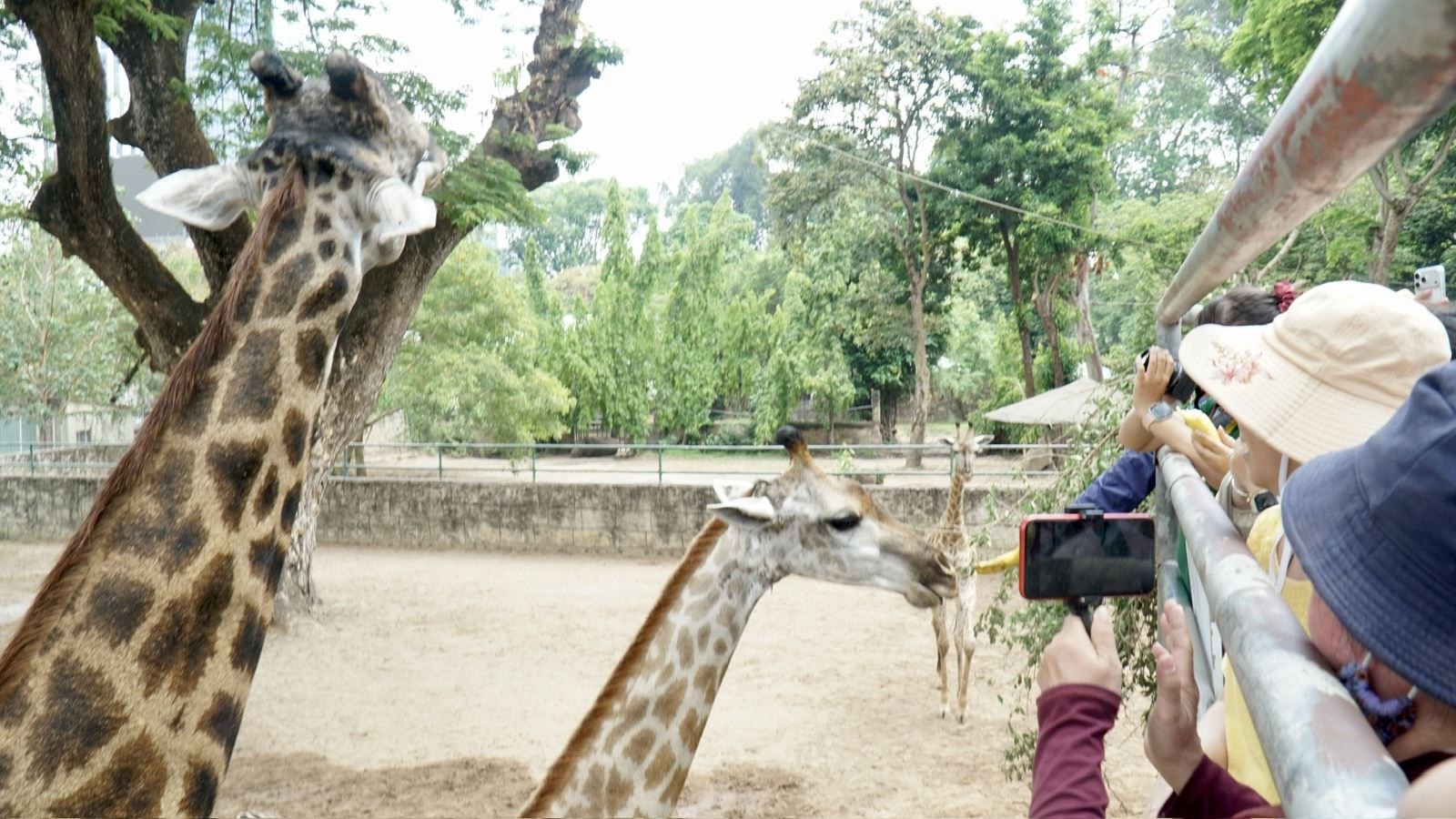 Cô dâu chú rể cứ thong dong, điềm tĩnh nhai từng chiếc lá cây ngon lành