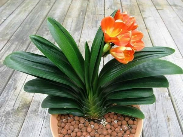 8 lời khuyên dành cho những gia đình đang trồng lan quân tử