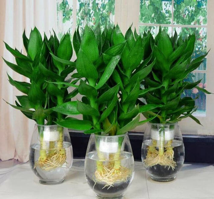Lời khuyên dành cho gia đình đang trồng cây phát lộc