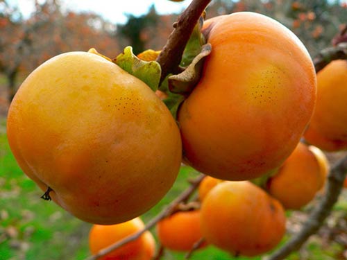 Lời khuyên dành cho các gia đình đang trồng cây hồng