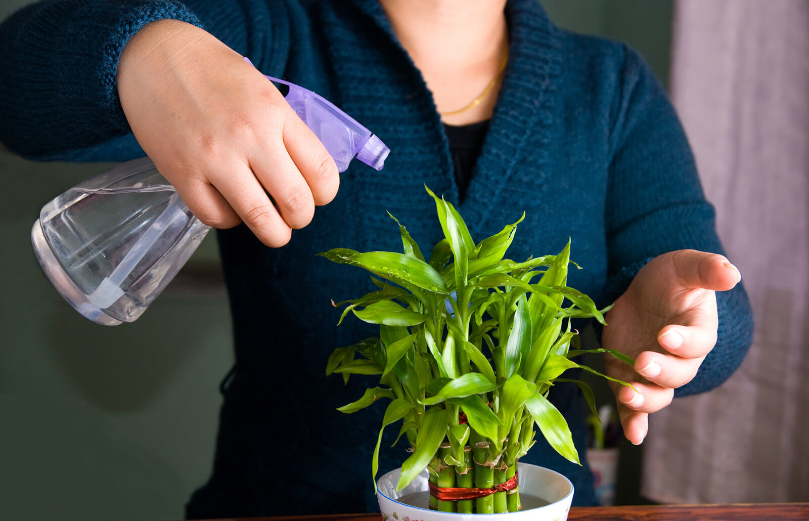 Lời khuyên dành cho gia đình đang trồng cây phát lộc