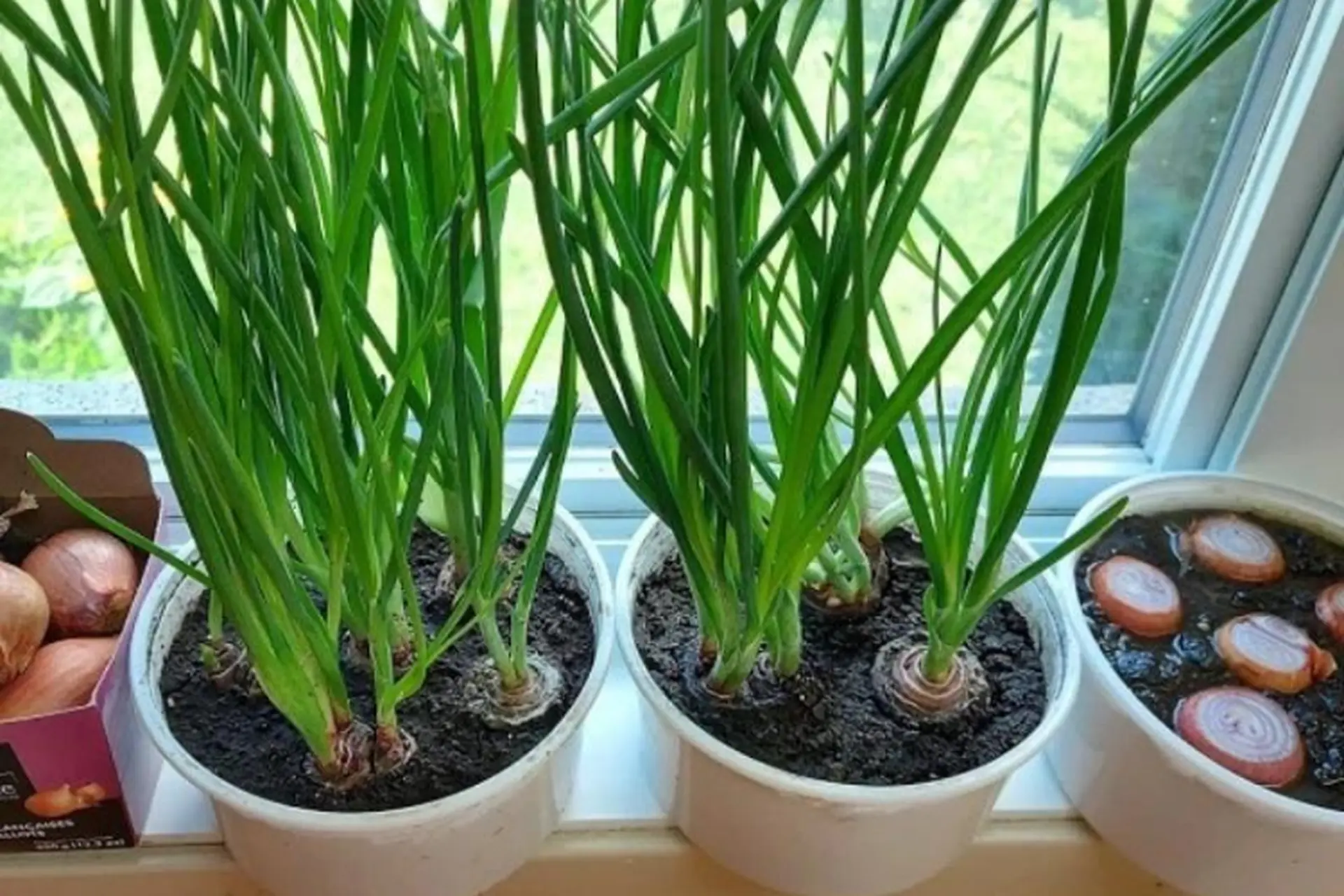 Lời khuyên đến những gia đình đang trồng hành