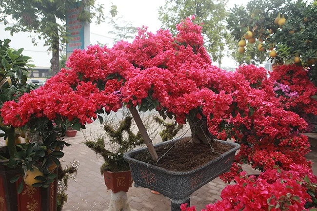 Lời khuyên tới các gia đình đang trồng hoa giấy