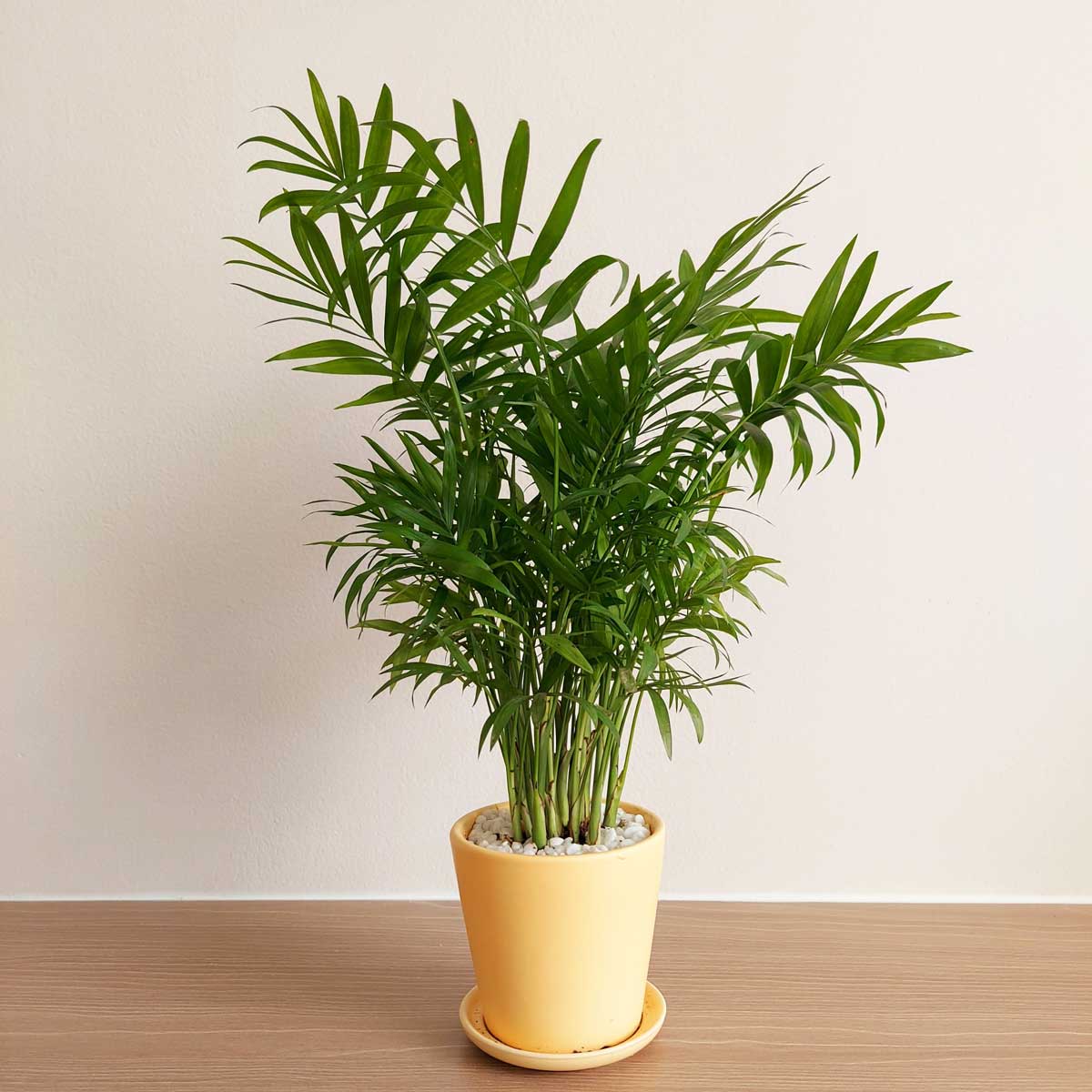 5 cây nên trồng trong nhà