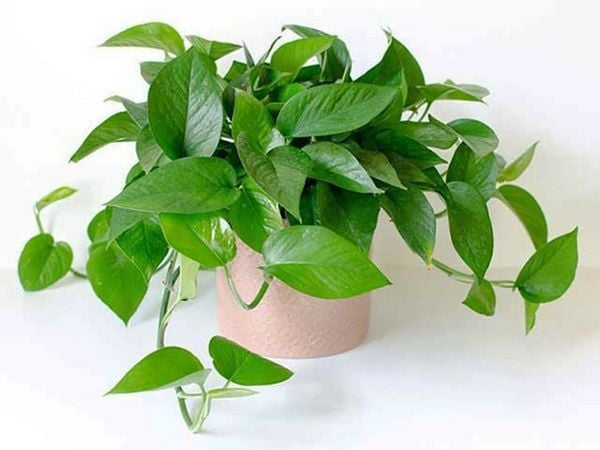 5 cây nên trồng trong nhà