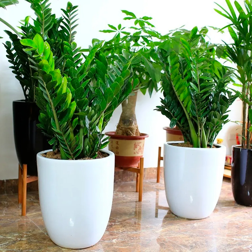 5 cây nên trồng trong nhà