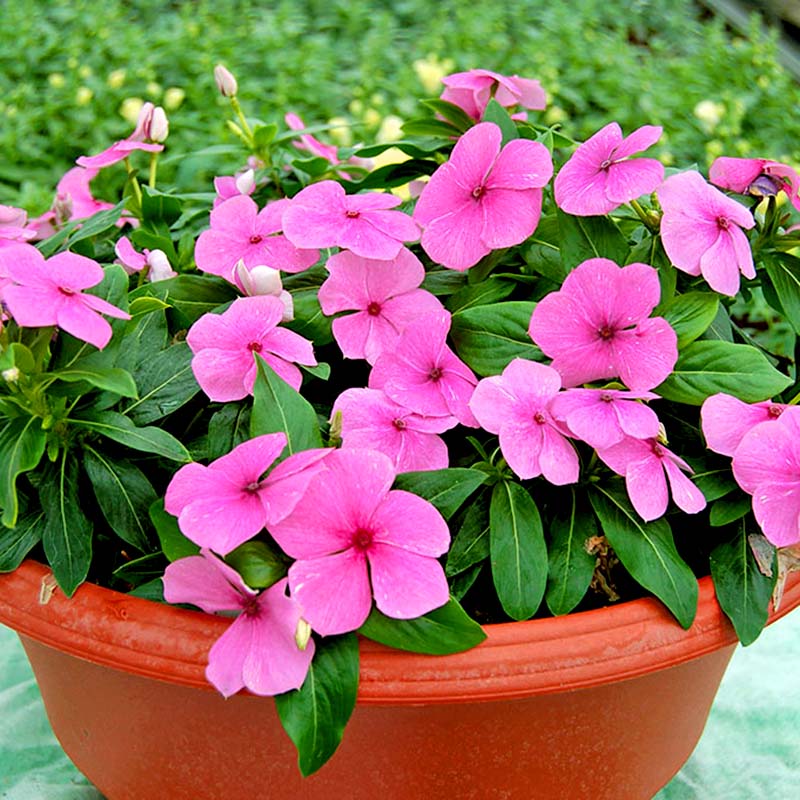 8 loại hoa nở quanh năm không biết mệt, lại còn dễ trồng dễ chăm