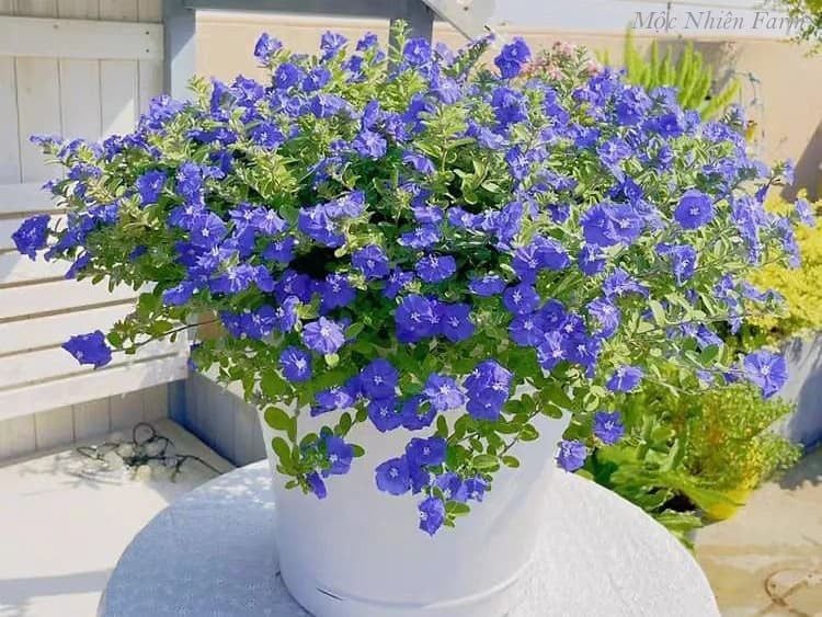 8 loại hoa nở quanh năm không biết mệt, lại còn dễ trồng dễ chăm