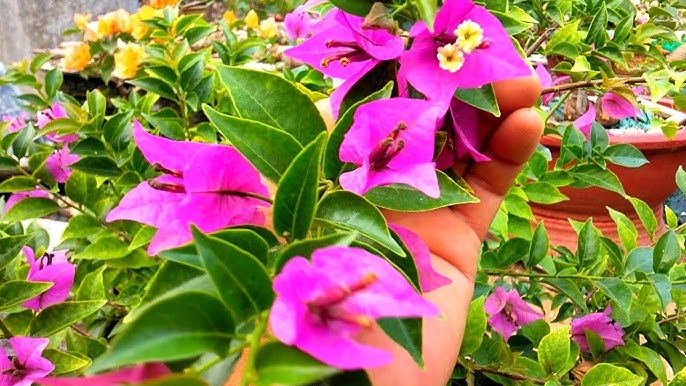 Lời khuyên tới các gia đình đang trồng hoa giấy