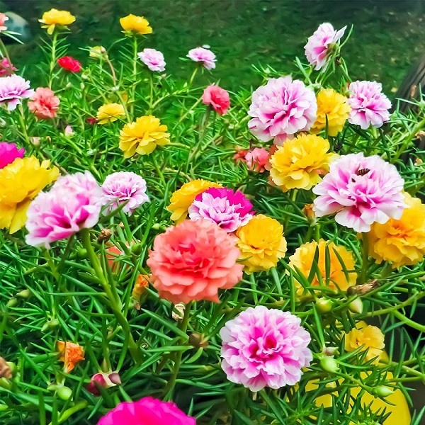 8 loại hoa nở quanh năm không biết mệt, lại còn dễ trồng dễ chăm