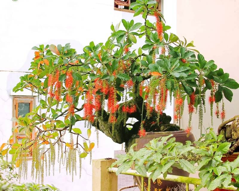 4 cây nhà giàu thích trồng