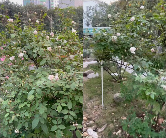 NSND Xuân Bắc sống 2 “cuộc đời”: Khi là nghệ sĩ, khi là 