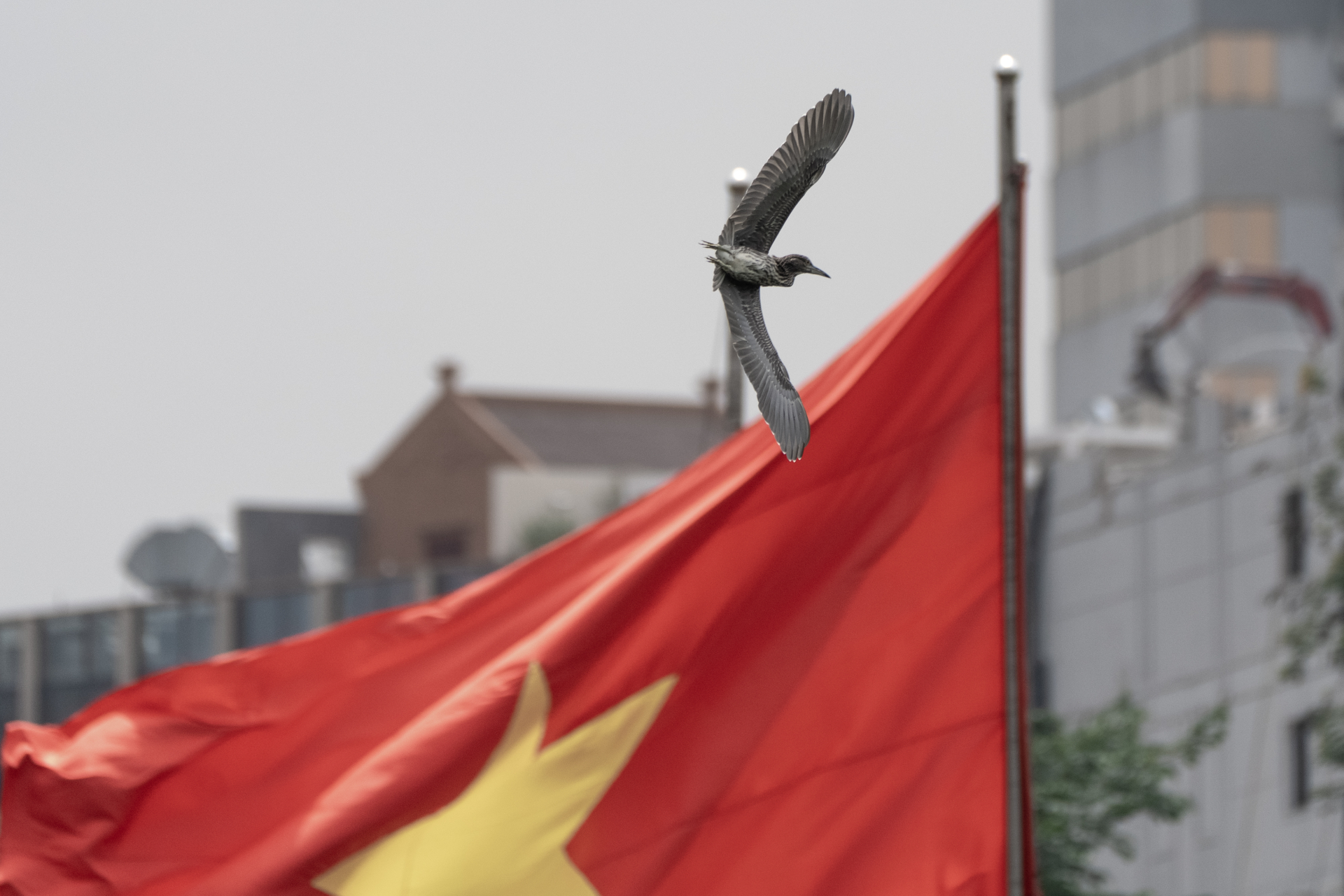 Hà Nội đất lành chim đậu: Chim hoang dã chao liệng săn mồi giữa Hồ Gươm tạo ra khung cảnh hiếm có