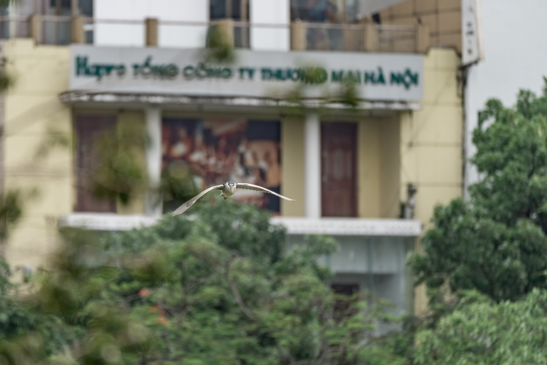 Hà Nội đất lành chim đậu: Chim hoang dã chao liệng săn mồi giữa Hồ Gươm tạo ra khung cảnh hiếm có