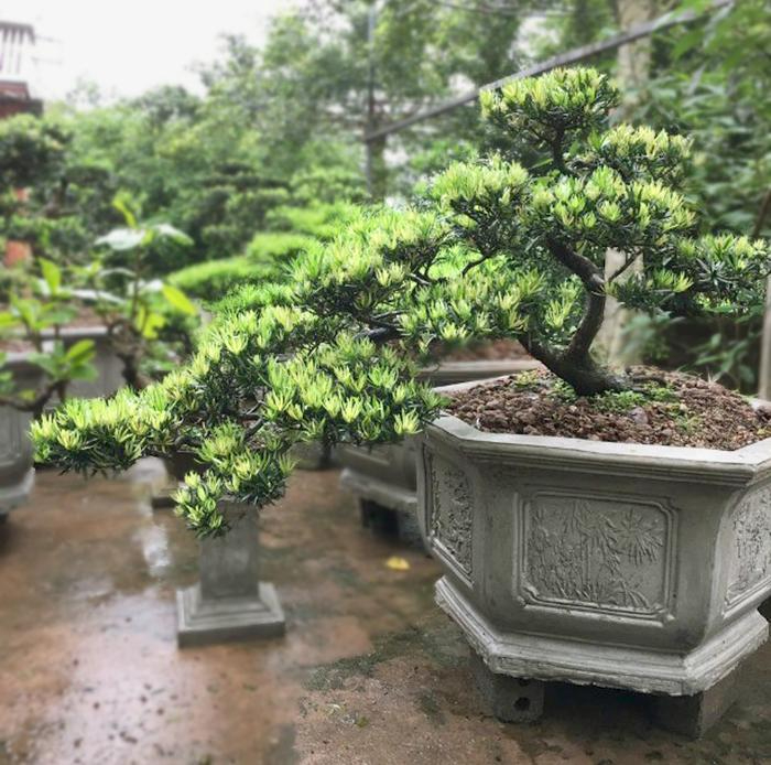 4 cây nhà giàu thích trồng